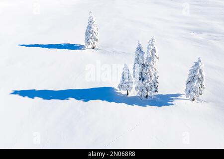 Paesaggio invernale fiabesco con abeti innevati subito dopo una nevicata fresca sull'altopiano di Velika Planina, Slovenia Foto Stock