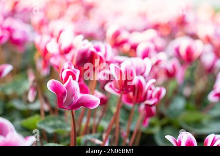Fiori variegati colorati di ciclamino nel giardino. Foto Stock