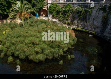 La Fonte Aretusa è un'antica sorgente che si affaccia ad Ortigia, a pochi metri dal mare; Siracusa, Sicilia, Italia Foto Stock