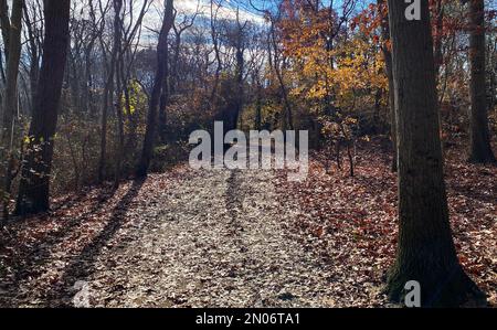 Un sentiero nel Southares Pond Park verso il Belmont Lake state Park coperto di foglie cadute nel tardo autunno. Foto Stock