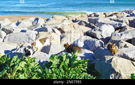 Giardini e spiaggia di Sant Adria del Besos, Barcellona, Catalunya, Spagna, Europa Foto Stock