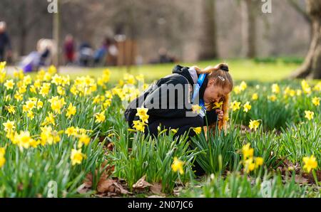 Una donna odora narcisi che sono fiorite nel St James' Park di Londra. Data immagine: Domenica 5 febbraio 2023. Foto Stock