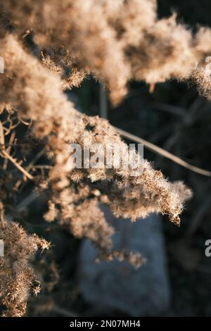 solidago canadese appassito nel vento autunnale Foto Stock