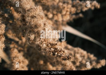 solidago canadese appassito nel vento autunnale Foto Stock