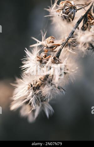 solidago canadese appassito nel vento autunnale Foto Stock