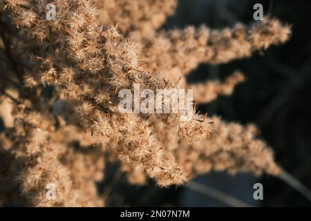 solidago canadese appassito nel vento autunnale Foto Stock