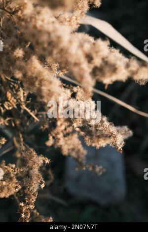 solidago canadese appassito nel vento autunnale Foto Stock