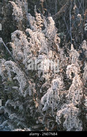 solidago canadese appassito nel vento autunnale Foto Stock