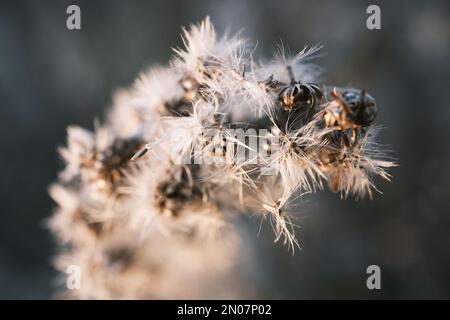 solidago canadese appassito nel vento autunnale Foto Stock