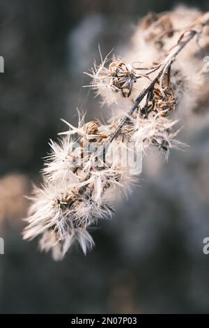 solidago canadese appassito nel vento autunnale Foto Stock