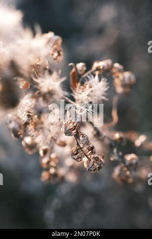 solidago canadese appassito nel vento autunnale Foto Stock