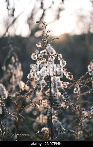 solidago canadese appassito nel vento autunnale Foto Stock