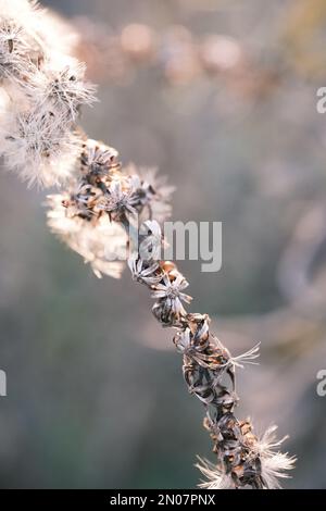 solidago canadese appassito nel vento autunnale Foto Stock