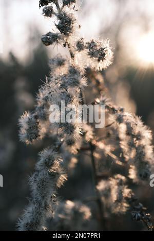 solidago canadese appassito nel vento autunnale Foto Stock