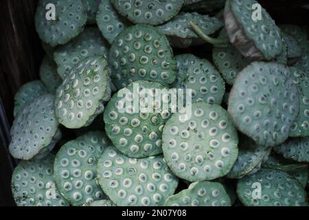 Pod di loto verdi appena selezionati Foto Stock