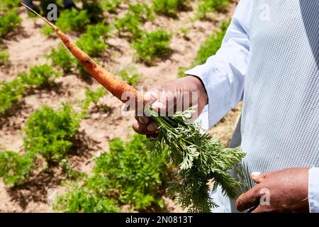Un primo piano di una mano di un agricoltore che detiene una carota biologica appena raccolta Foto Stock
