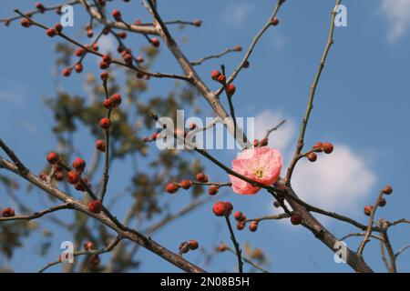 Fiori e boccioli di fiori che fioriscono nel vento freddo Foto Stock