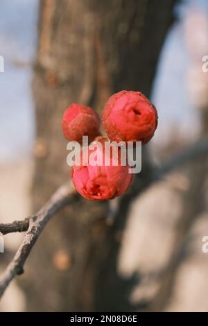 Fiori e boccioli di fiori che fioriscono nel vento freddo Foto Stock