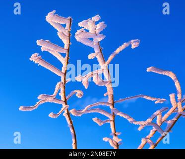 Gelo espressivo sulle cime dei rami di albero nella luce soffusa del sole che tramonta contro il cielo blu nella stagione invernale; forme squisite che ricordano Foto Stock