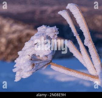 Frost espressivo sulle cime dei cespugli nella luce soffusa del sole che tramonta nella stagione invernale Foto Stock