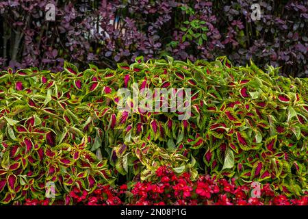 Bella pianta di coleo o nettle dipinta con foglie di rosso e verde brillante, che crescono nel giardino Foto Stock