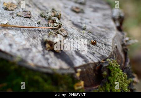 Ladybird strisciare lungo un ceppo di albero Foto Stock