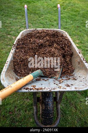 uomo che lavora nell'orto. Giardino di lavoro. Pala con trucioli per giardino. Carriola per il giardino. Uomo che riempie la carriola. Foto Stock