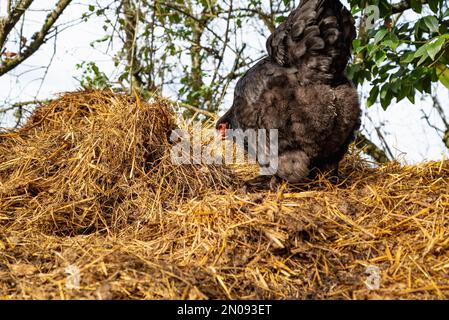 Gallina nera in cerca di cibo. Gallina di razza Brahma. Primo piano del concetto di hen.Freedom libero Foto Stock