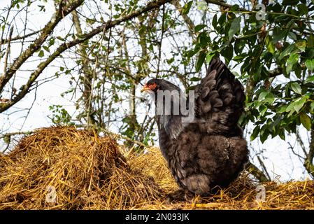 Gallina nera in cerca di cibo. Gallina di razza Brahma. Primo piano del concetto di hen.Freedom libero Foto Stock