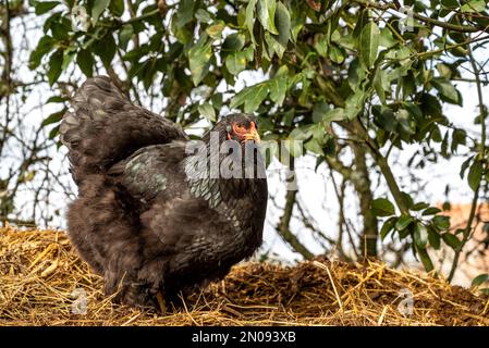 Gallina nera in cerca di cibo. Gallina di razza Brahma. Primo piano del concetto di hen.Freedom libero Foto Stock