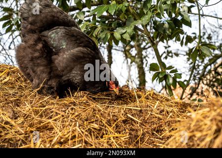 Gallina nera in cerca di cibo. Gallina di razza Brahma. Primo piano del concetto di hen.Freedom libero Foto Stock