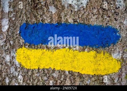 Bandiera dell'Ucraina dipinta su un albero. Bandiera Ucraina concept.Ukrainian banner.Ukrainian bandiera dipinta pennelli tratti colorati. Bandiera gialla e blu. Foto Stock