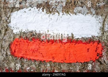 Bandiera polacca. Bandiera polacca dipinta su un albero. Contrassegno di colore rosso e bianco verniciato. Dipingere su un albero. Concetto di bandiera polacca Foto Stock