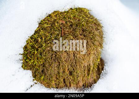 Neve che si scioglie al sole. Concetto di arrivo primaverile. Arrivederci inverno. Muschio verde che esce dal ghiaccio. Pianta verde che esce dalla neve. Foto Stock