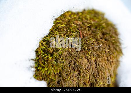 Neve che si scioglie al sole. Concetto di arrivo primaverile. Arrivederci inverno. Muschio verde che esce dal ghiaccio. Pianta verde che esce dalla neve. Foto Stock