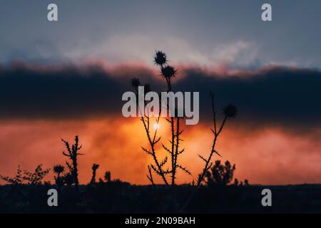 Primo piano di una silhouette di piante pricce con il sole sullo sfondo, atmosfera nuvolosa drammatica, luce appannata dai fuochi, fiori secchi del deserto. Foto Stock