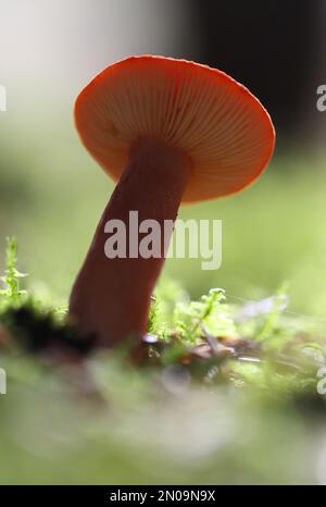 Primo piano immagine di funghi che crescono su un pavimento di foresta. Foto Stock