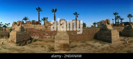 Luxor Egitto Avenue di Sphinxes tra il tempio di Karnak e il tempio di Luxor Foto Stock