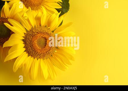 Splendidi girasoli luminosi su sfondo giallo. Spazio per il testo Foto Stock