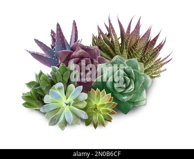 Collezione di diversi bei succulenti su sfondo bianco Foto Stock