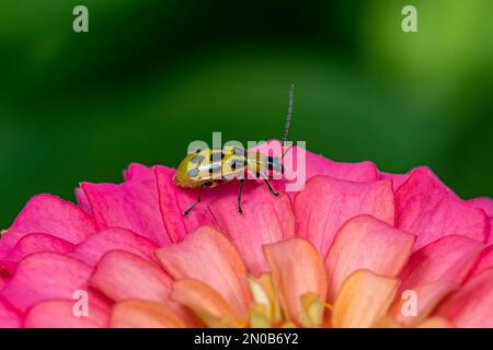 Primo piano di coleottero di cetriolo macchiato o di coleottero di rootworm meridionale. Concetto di insetto e la conservazione della fauna selvatica, la conservazione dell'habitat e il fiore del cortile Foto Stock