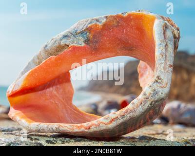 Grande conchiglia sulla riva del mare. Simbolo della vacanza estiva e balneare Foto Stock