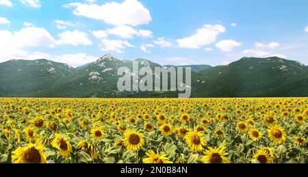 Campo di girasole vicino alle montagne sotto il cielo blu con le nuvole. Design del banner Foto Stock