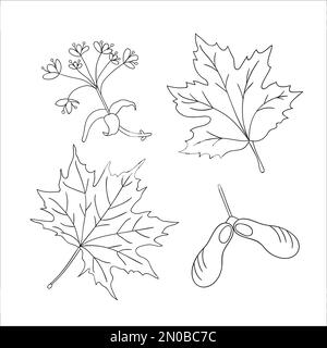 Set vettoriale di elementi linea acero albero isolato su sfondo bianco. Illustrazione botanica di foglia d'acero, brunch, fiori, frutta chiave. Bianco e nero Illustrazione Vettoriale