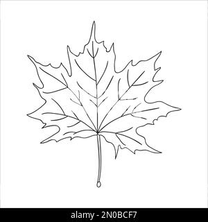 Linea vettoriale icona a forma di foglia di acero isolata su sfondo bianco. Albero vegetazione illustrazione botanica. Foglie autunnali in stile cartoon Illustrazione Vettoriale
