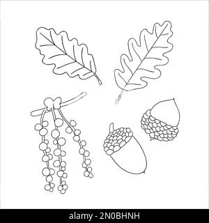 Set vettoriale di elementi di quercia isolati su fondo bianco. Illustrazione botanica di foglie di quercia, brunch, fiori, ghiande, ament. Bianco e nero Illustrazione Vettoriale