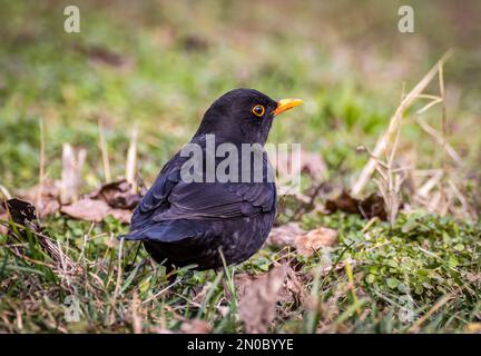 Primo piano di un uccello nero comune Foto Stock