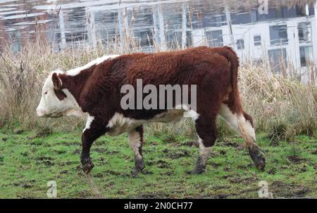 Hereford mucca con fango ai suoi piedi passeggiate lungo un fiume. Riflessioni di case in acqua Foto Stock