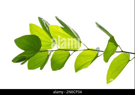 Bauhinia purpurea, foglie di purpurea verde su sfondo bianco, isolare Foto Stock