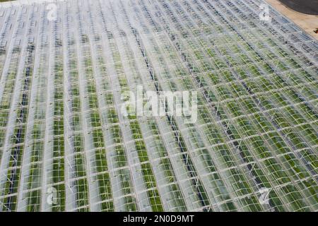 Serre agricole industriali per la coltivazione di ortaggi. Vista aerea Foto Stock